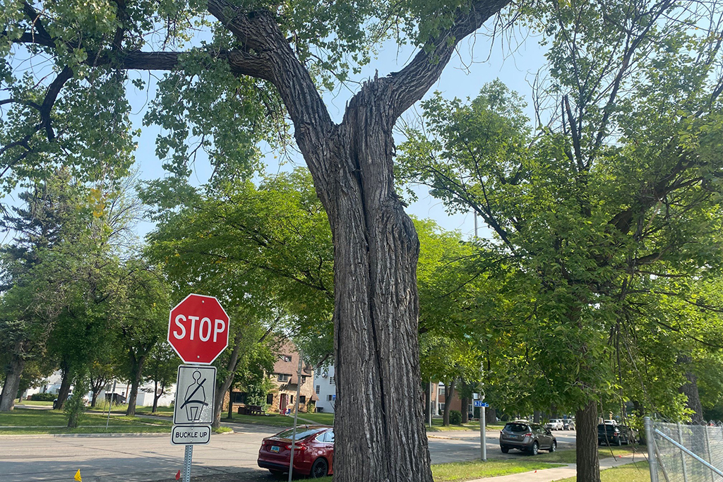Tree along University Avenue