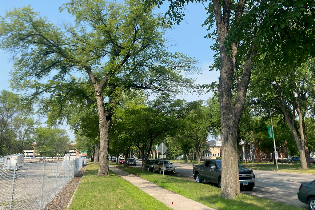 Trees along University Avenue
