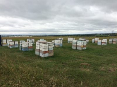Field trip to Bismarck, ND – Finding the economic value of high-tech in provision of pollination services