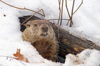 It's Groundhog Day! For the record, Punxsutawney Phil, this morning, saw his shadow and hustled back into his hole, signifying six more weeks of winter. How accurate are these furry forecasters?  UND experts weigh in.