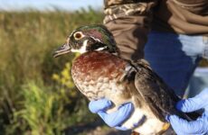 This duck was among those banded by UND biology students in September at Minnesota's Agassiz National Wildlife Refuge. Photo by Sara Titera/UND Alumni Association & Foundation