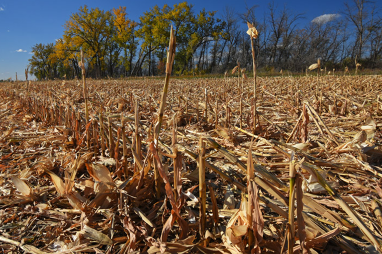 A photo of a harvested corn crop, with only the stalks and other debris remaining in the field.