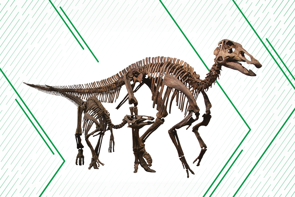 A re-creation of an Edmontosaurus skeleton