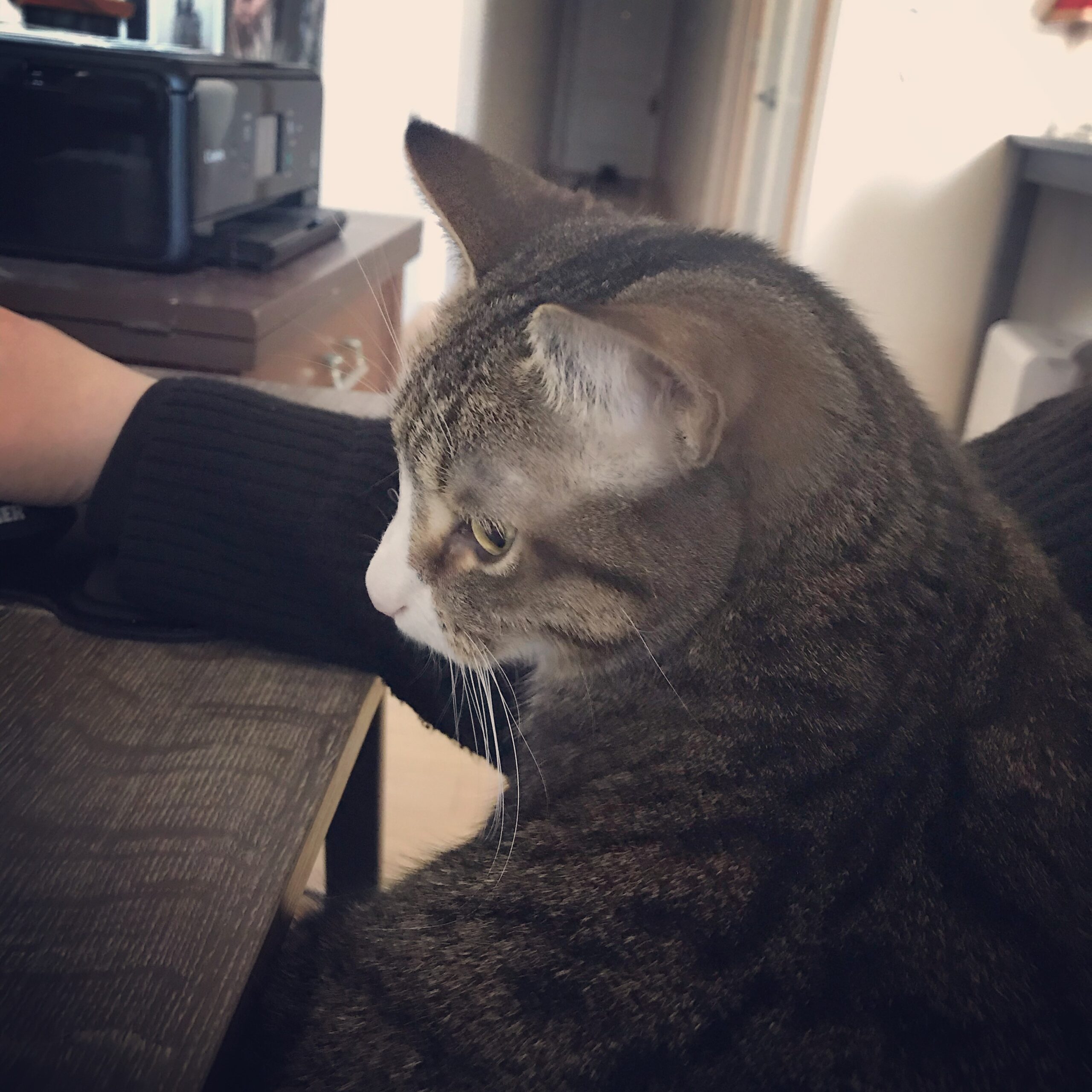 cat staring ahead