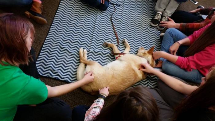 Therapy dog lying down and receiving pets from students