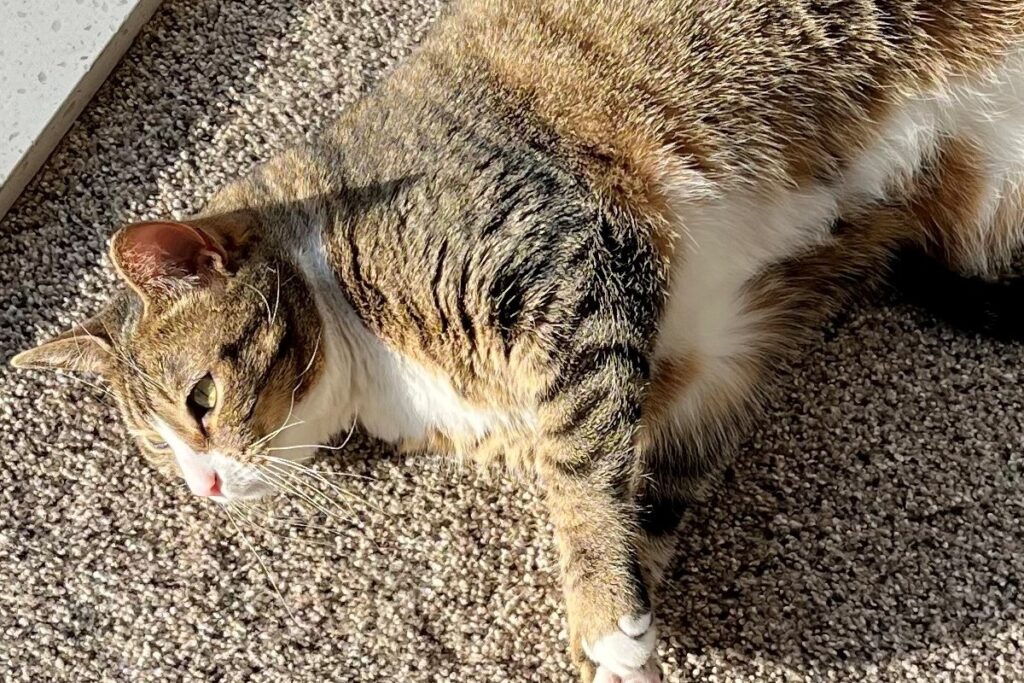 cat lying in a sun beam