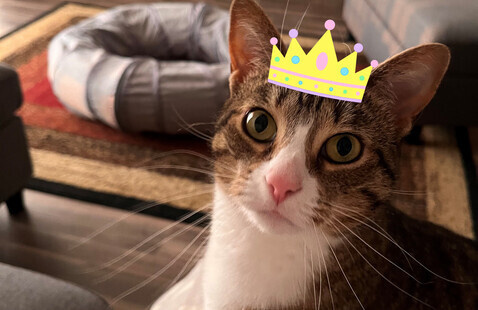 cat with a photoshopped crown on its head