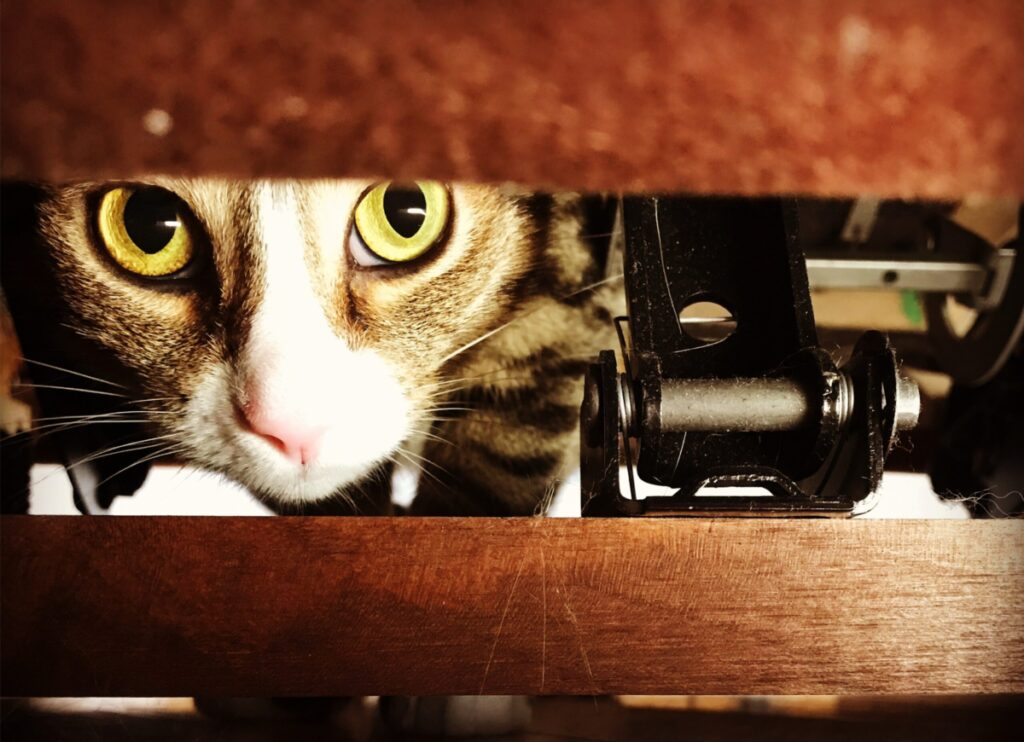 cat peeking out from under furniture