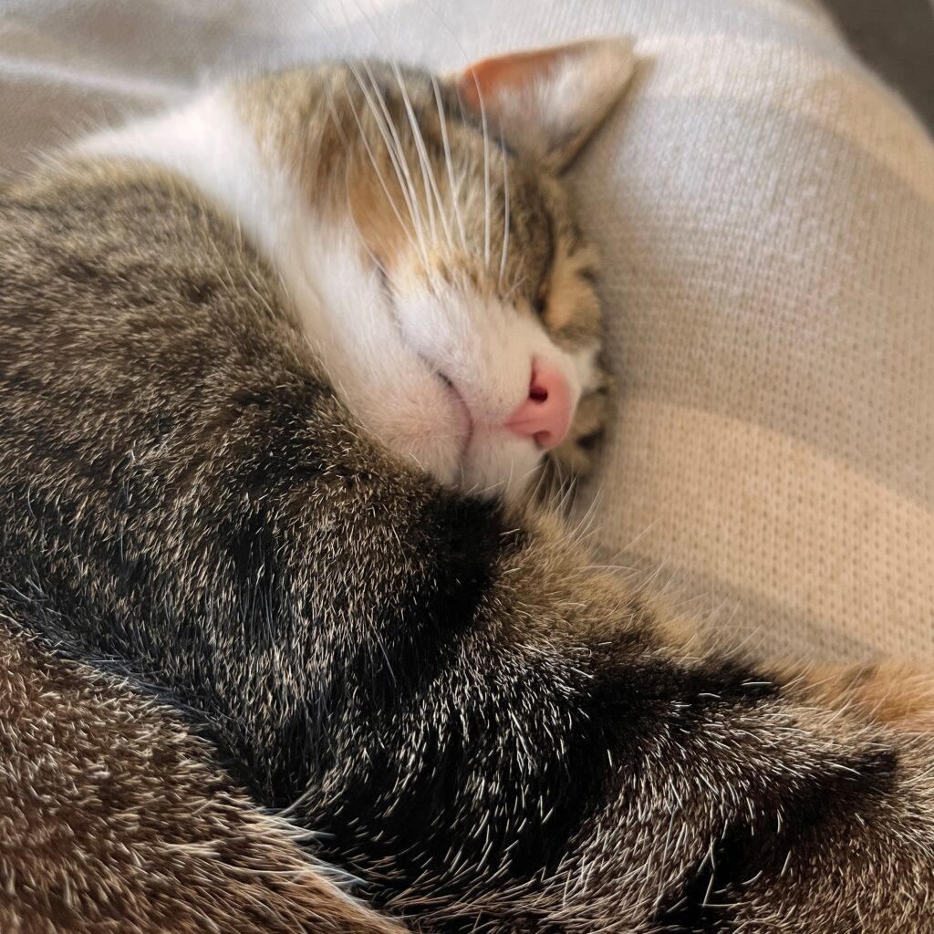 Cleo the cat having a nap