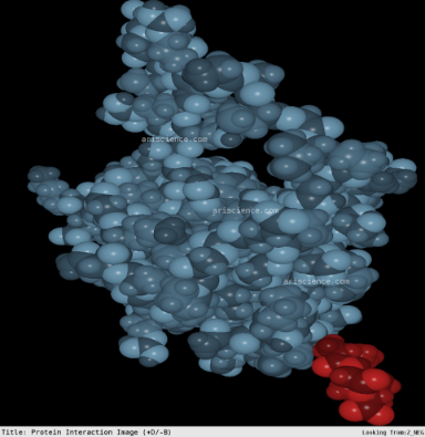 Protein Interaction