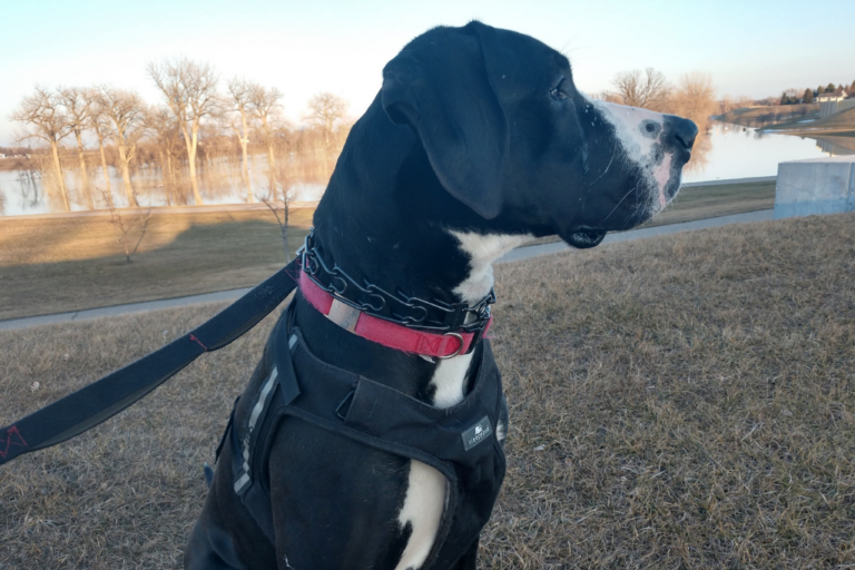 A large black and white Great Dane dog wears a red collar and is on a black leash. He's looking off to the right of the frame with green grass behind him.