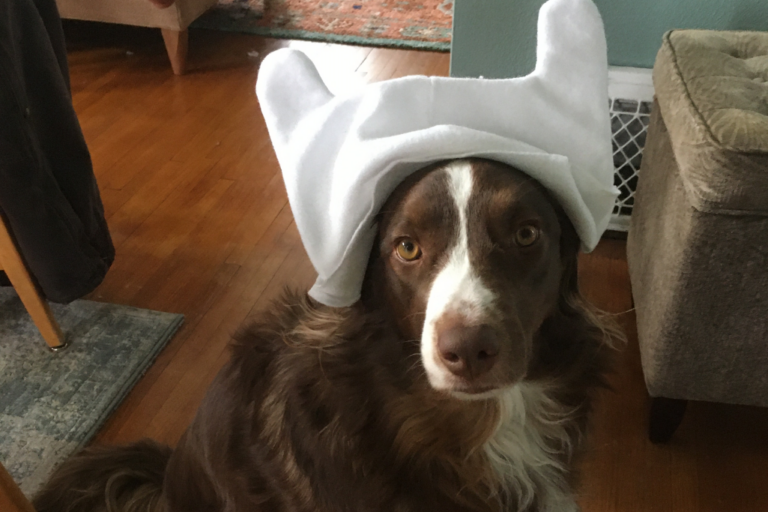 A brown dog with white accents looking at the camera wearing a white hat with erect ears.