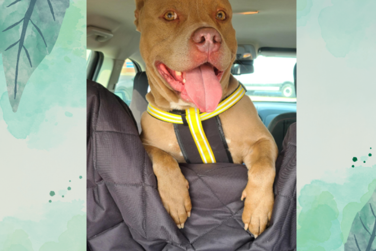 gold pitbull mix sitting in back of car smiling with tongue out