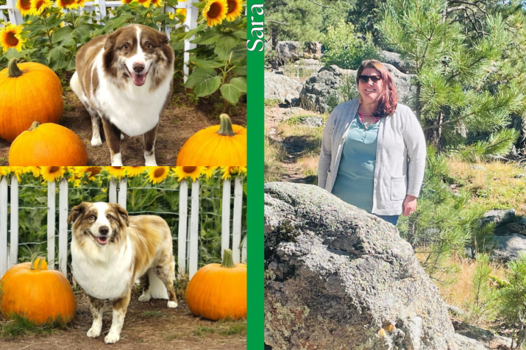 Collage with 3 photos on a green background. On the right side is a brunette woman standing outdoors wearing sunglasses behind a large rock, to the right of her photo is her name, "Sara" in white text. In the top left top corner is a medium-sized Australian Shepherd dog with brown and white fur standing behind 3 orange pumpkins with sunflowers in the background, to the left of the photo is his name, "Max" in white text. In the lower left corner is a medium-sized Australian Shepherd with light brown and white fur standing between 2 orange pumpkins with sunflowers in the background, to the left of the photo is her name, "Sadie" in white text.