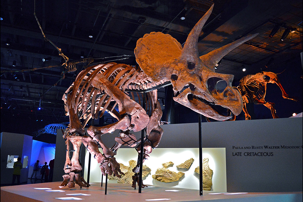 Triceratops skeleton display