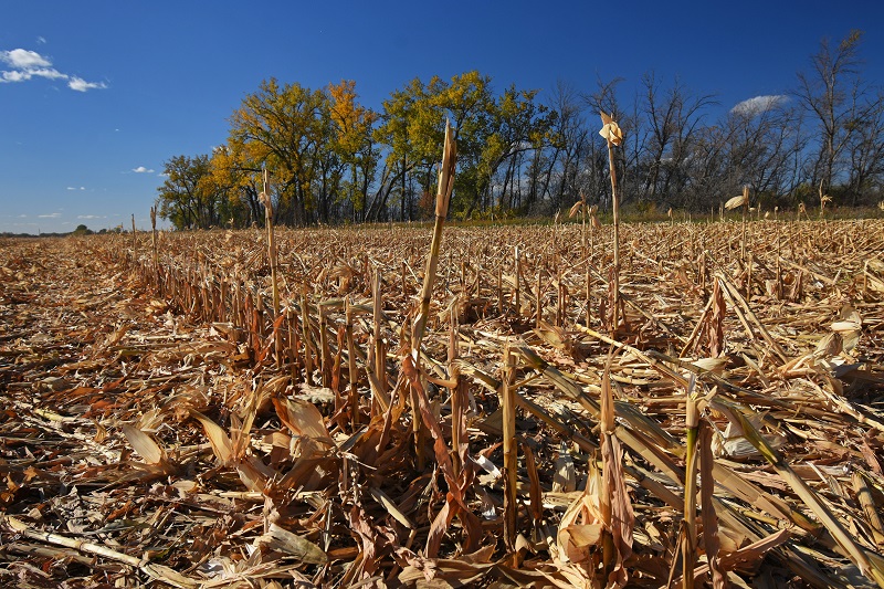 UND researchers are involved in a Department of Energy project to transform corn stover -- the stalks, stems and leaves left after corn harvest -- into a fuel capable of powering jet aircraft. Photo by Patrick C. Miller/UND Today.