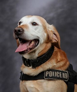 K-9 Ben