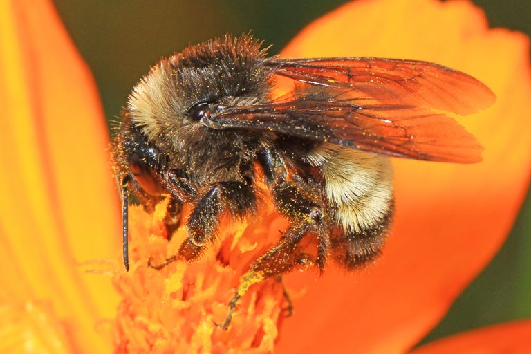 Close-up of bumble bee sitting on bloomed flower