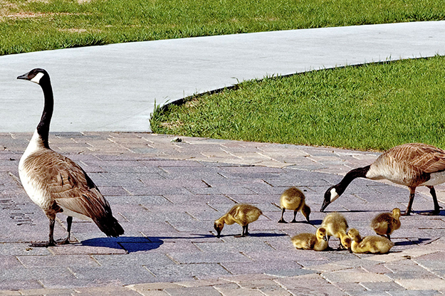 Geese with their goslings spotted near the Hughes Fine Arts Center. Photo by Richard Larson.