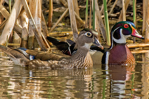 A pair of wood ducks takes a swim on campus. Photo by Richard Larson.