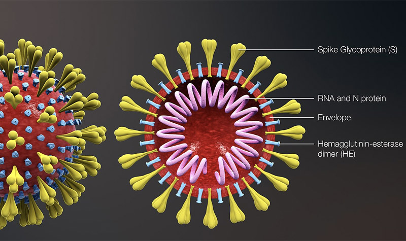 Rendered illustration of coronavirus structure