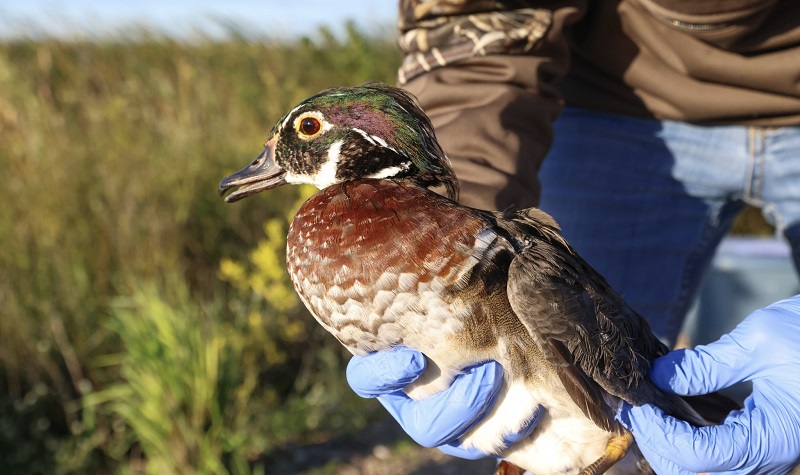 Duck in hands of student