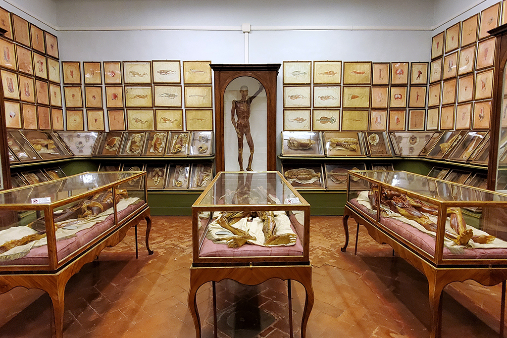 italian medical art museum