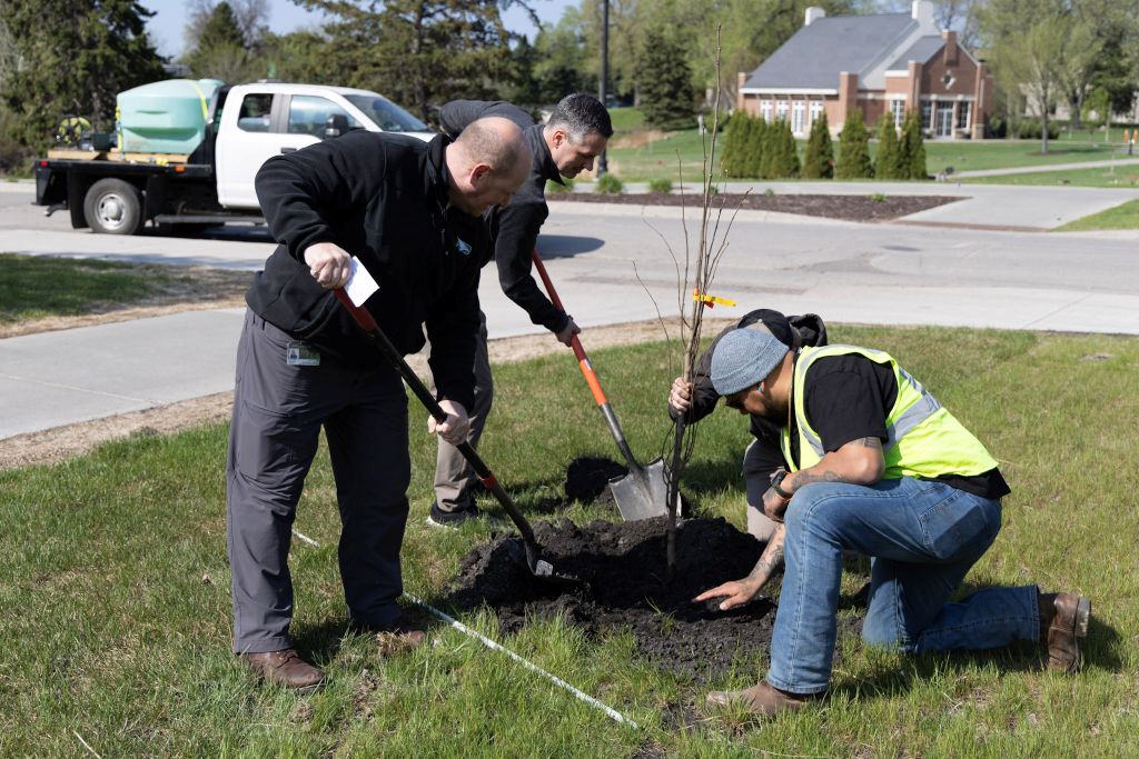 Three people plant a young tree on UND’s campus during the university’s annual Arbor Day celebration.