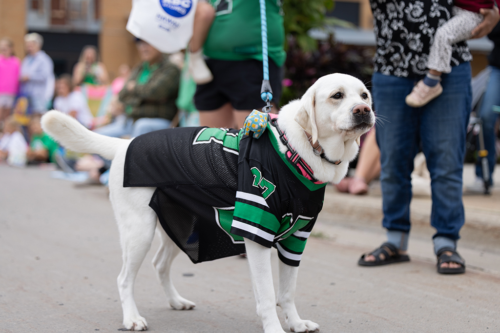 A white Labrador retriever wearing a black and green UND jersey stands along the Potato Bowl Parade route.