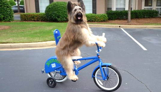 bike it dog